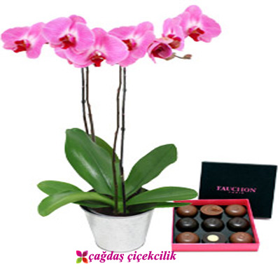 ikolata ve orkide